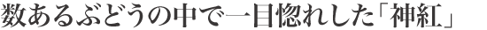 数あるぶどうの中で一目惚れした「神紅」