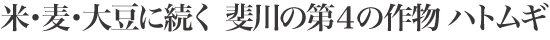 米・麦・大豆に続く 斐川の第4の作物 ハトムギ