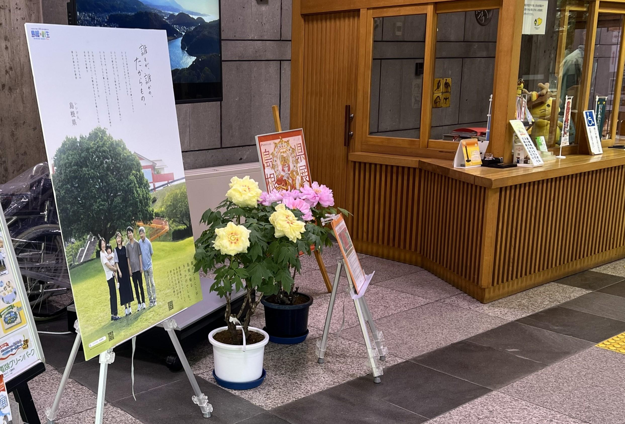贈呈した牡丹は島根県庁ロビーで飾られました.jpg