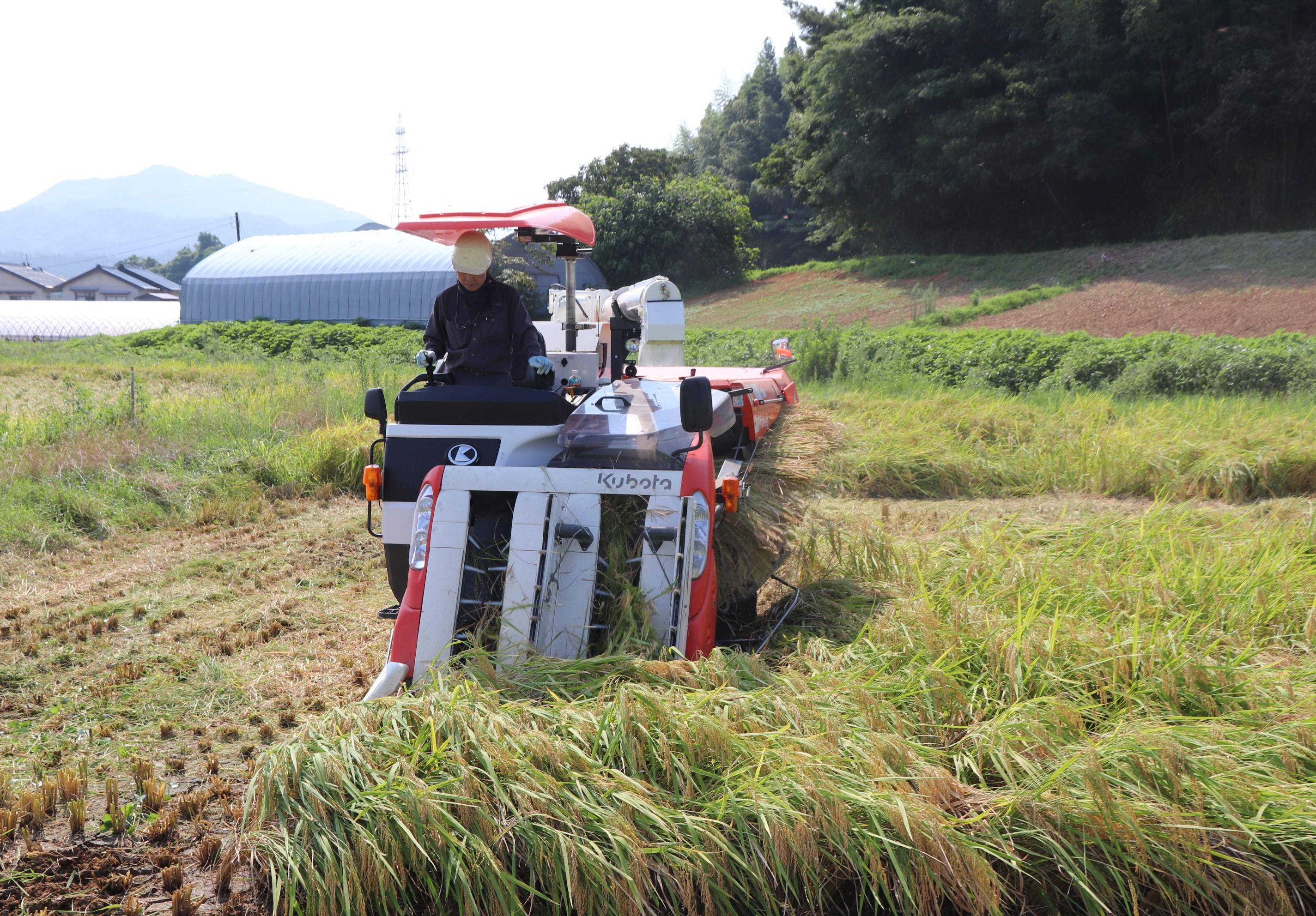 米刈り取り.JPG
