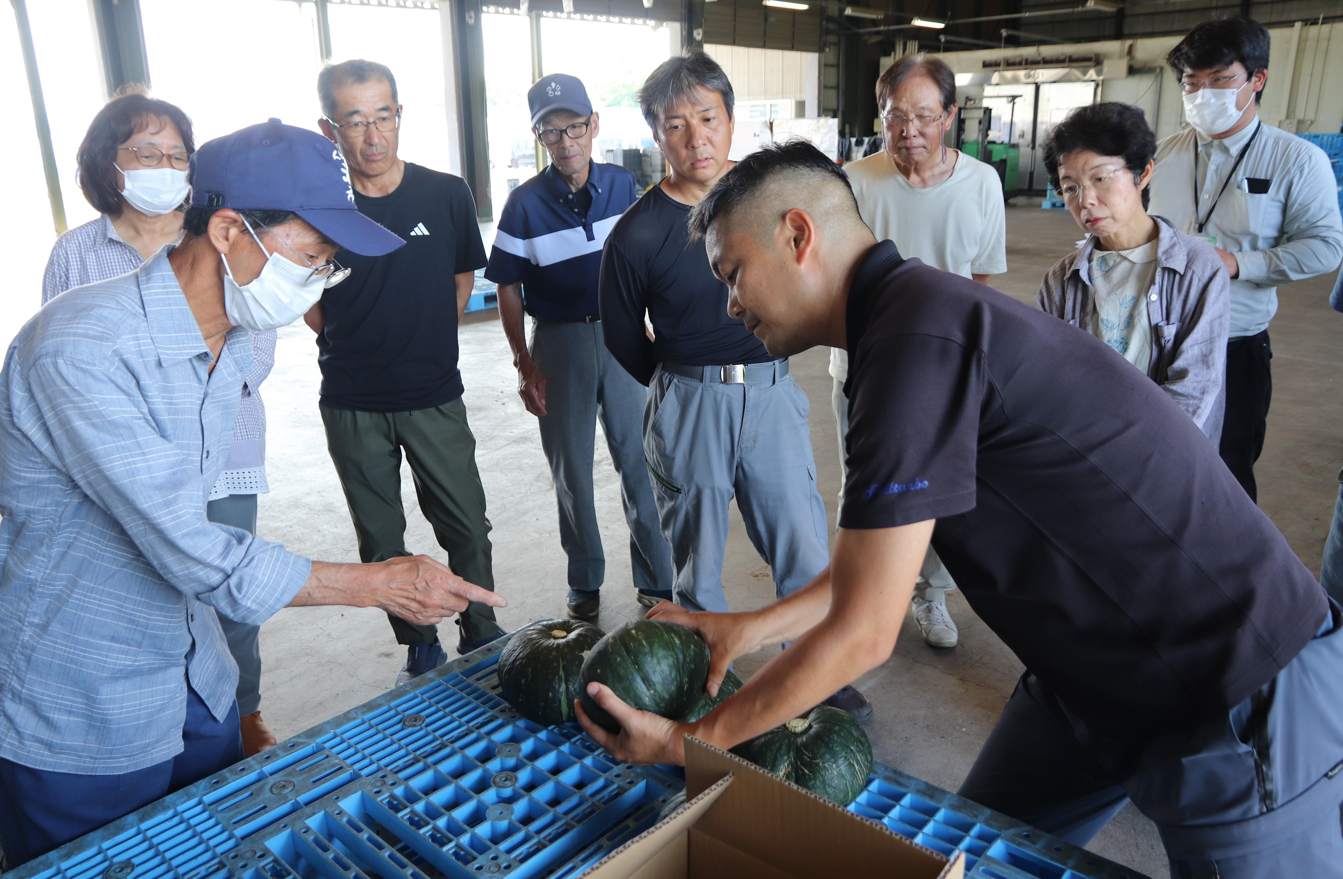 出荷前の南瓜で目合わせをする生産者.JPG