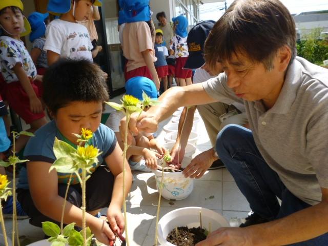 ヒマワリを刈り取る園児と和田さん.JPG