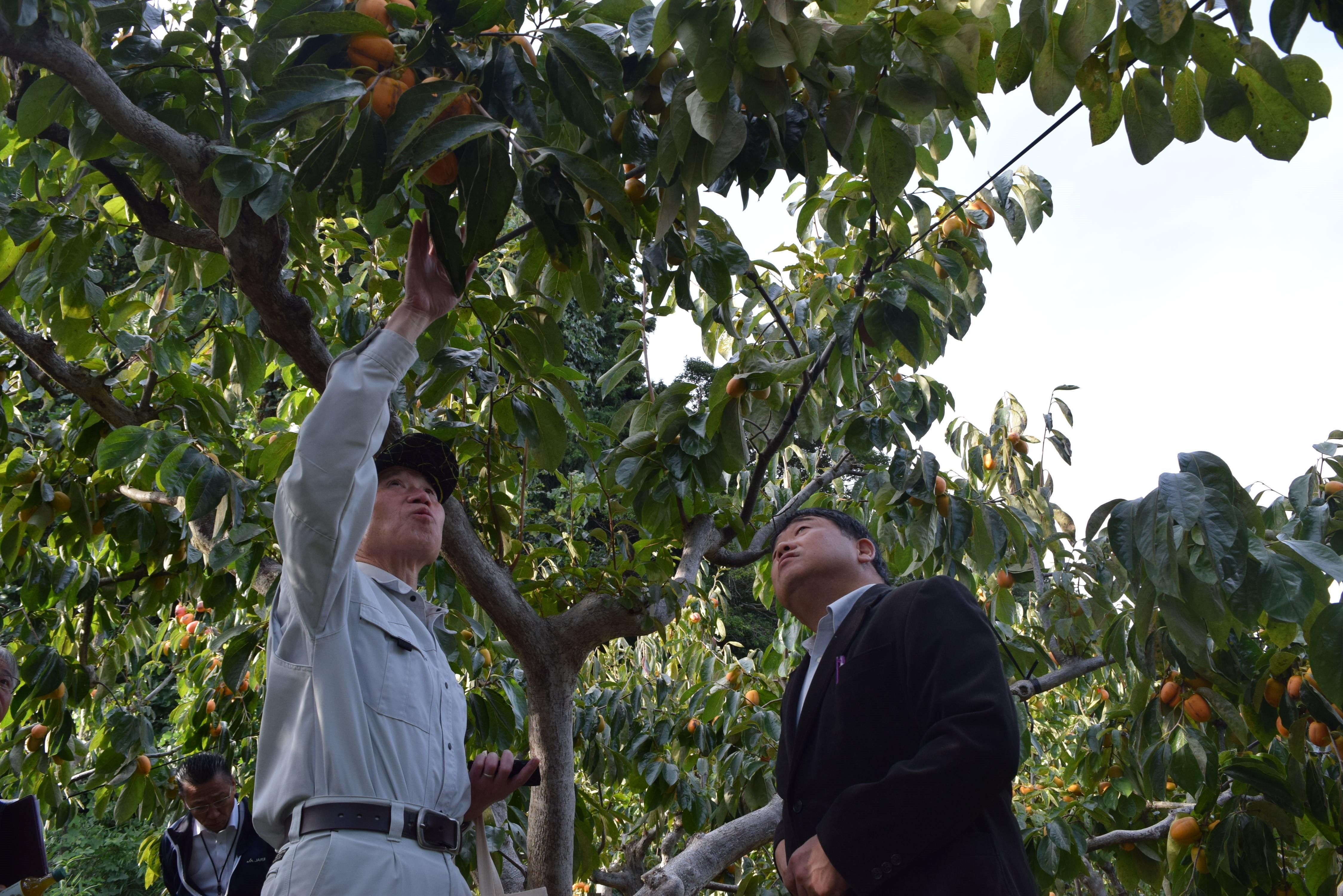 西条柿の生育状況について意見を交わす竹下組合長(左)と廣江組合長(右).JPG
