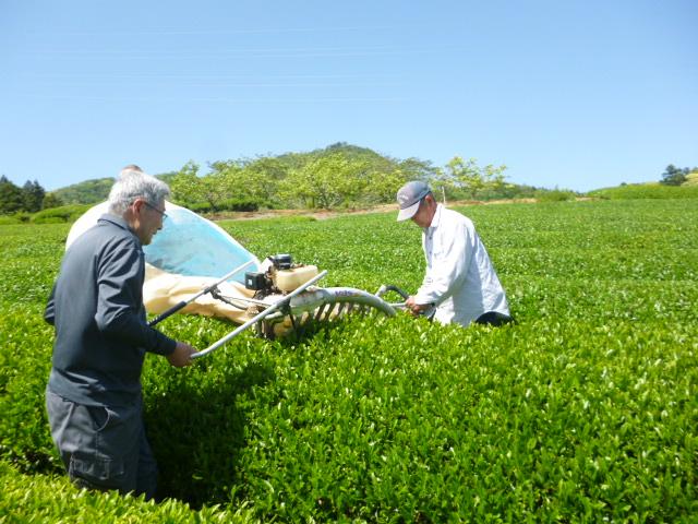 茶摘みの様子.JPG