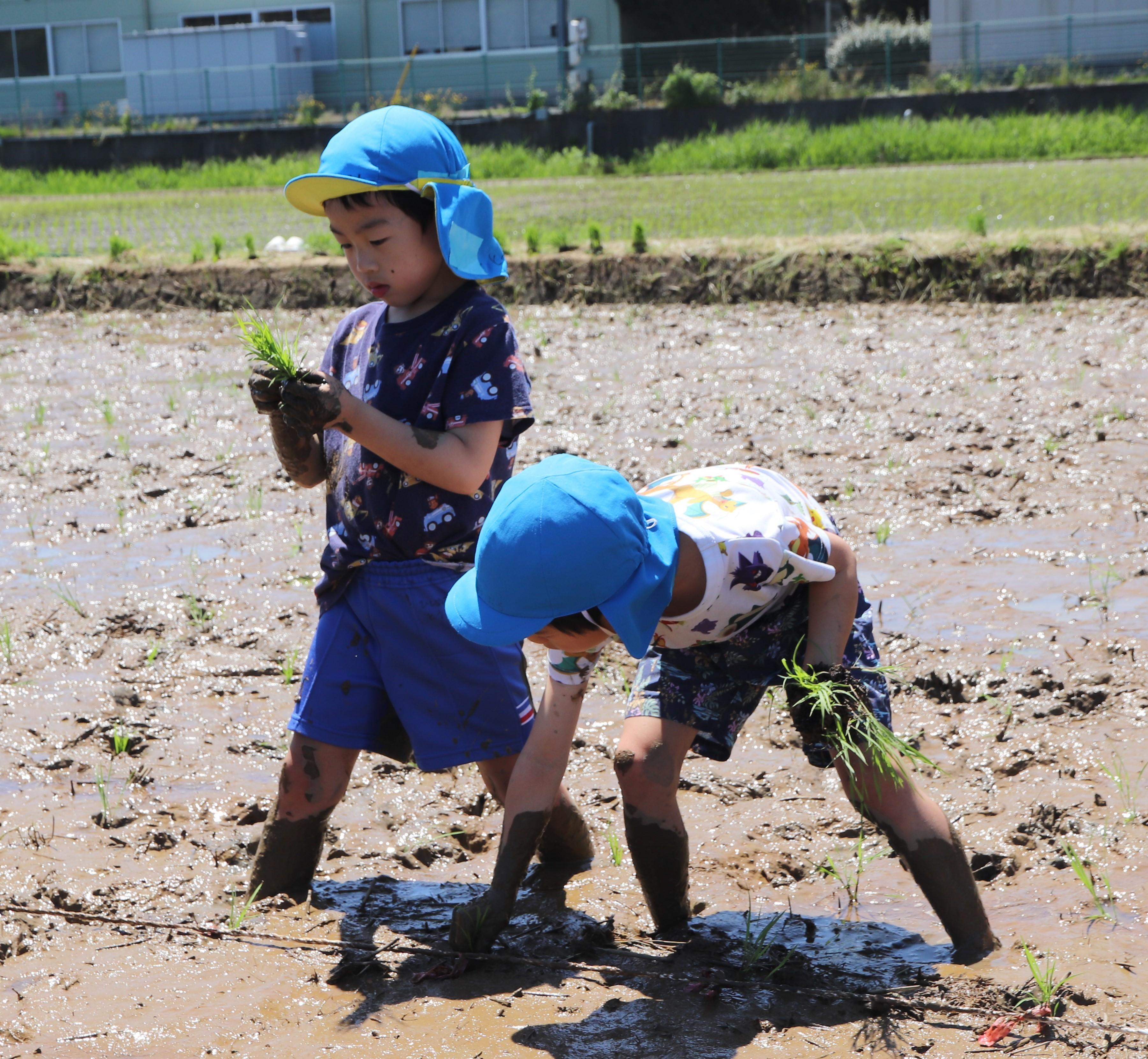 田植えをする園児.JPG