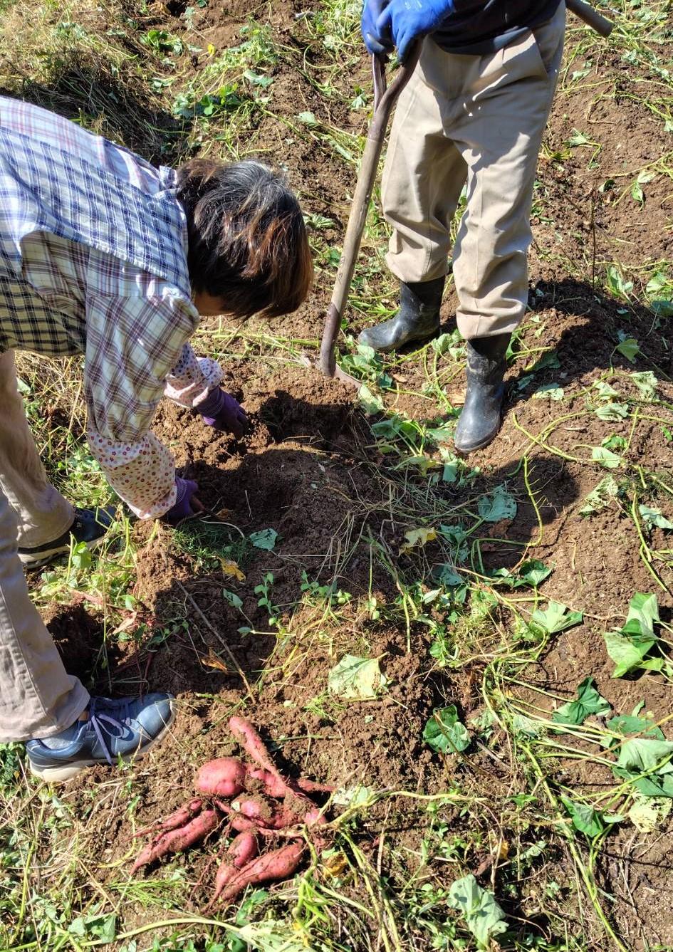 芋を掘る参加者.jpg