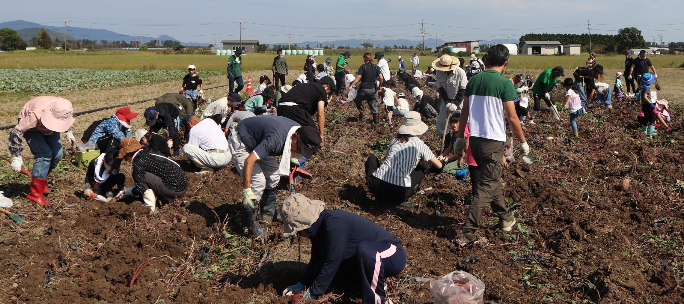 芋を掘る参加者.JPG