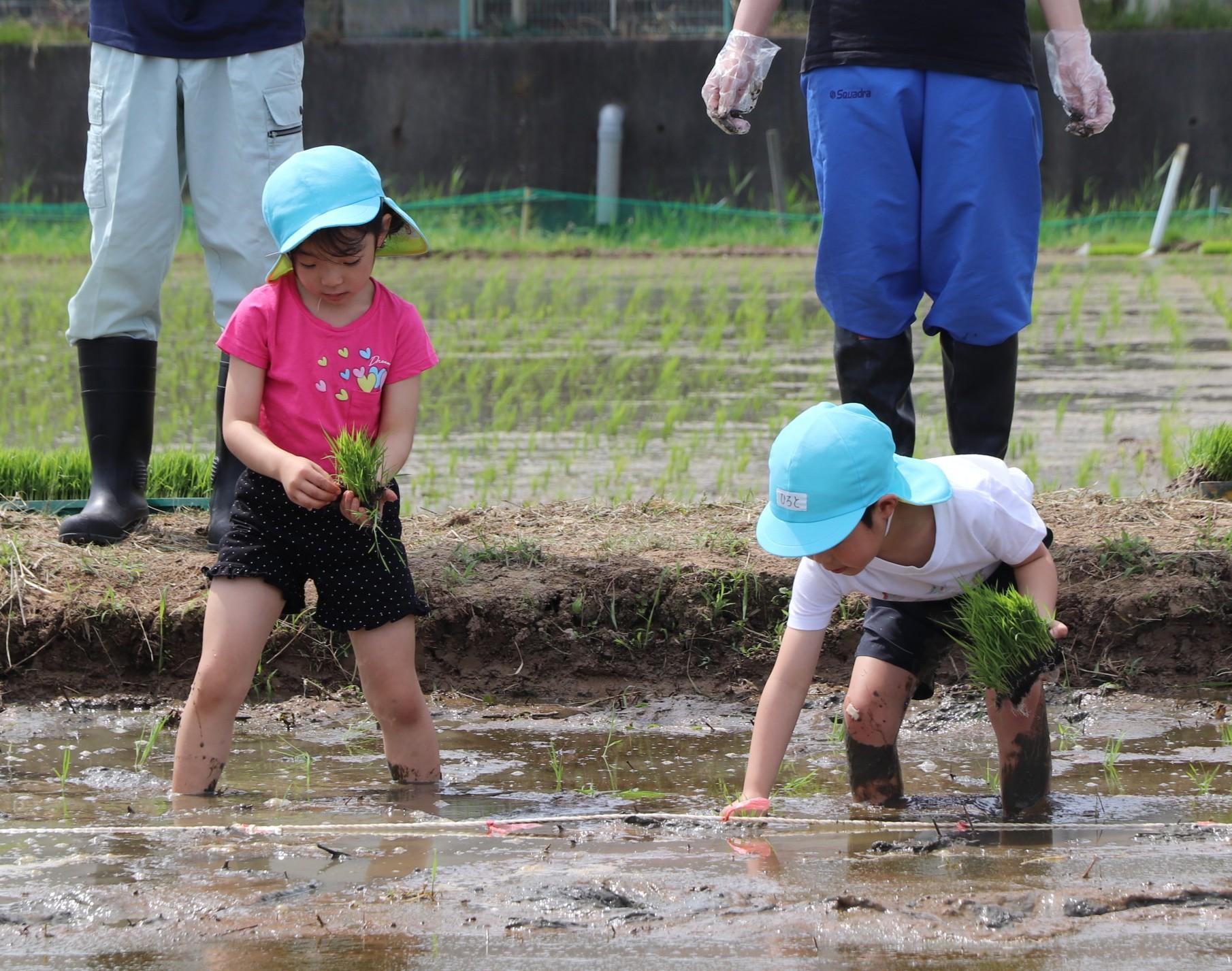 田植えをする園児.JPG