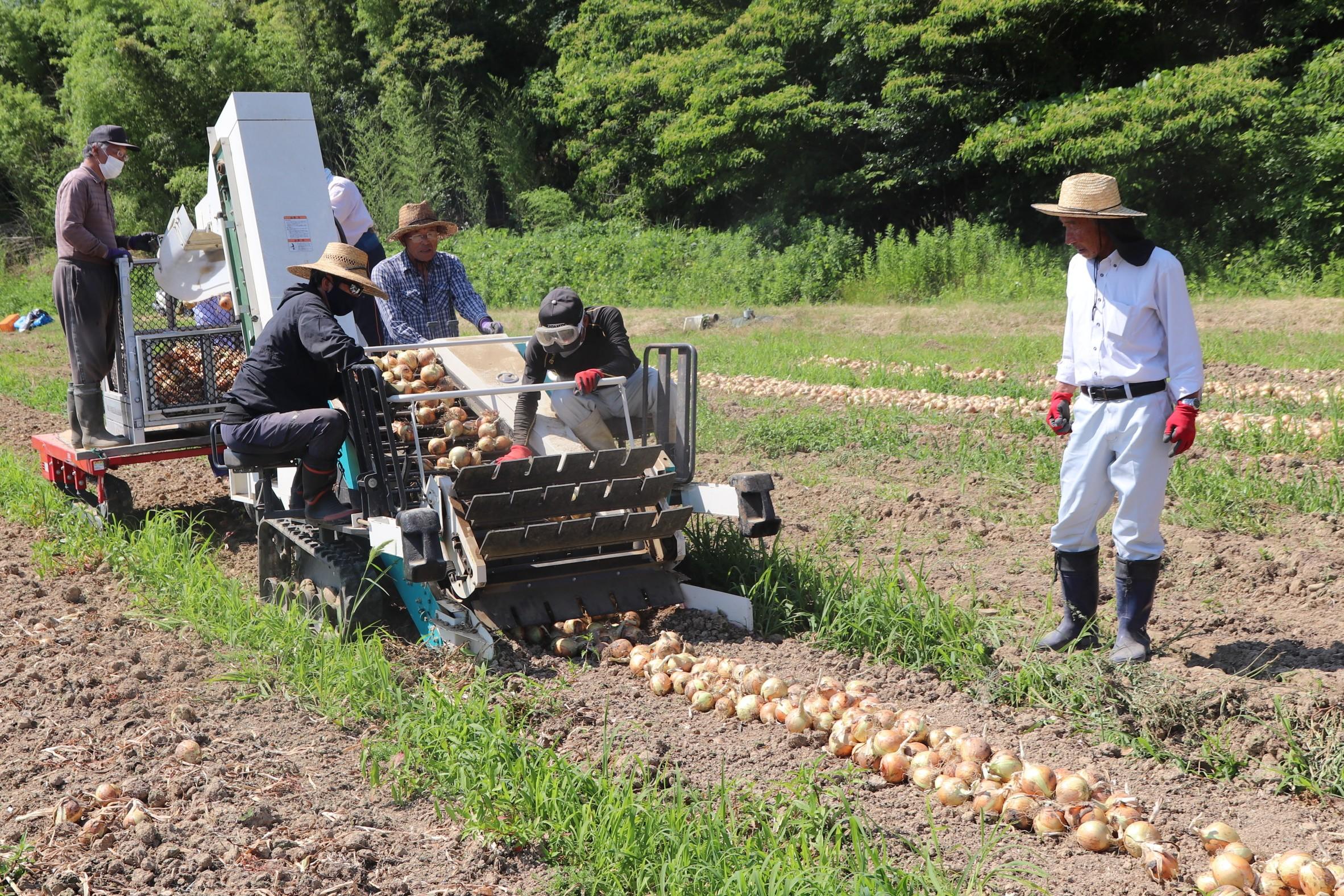 収穫作業の様子(IMG_4746).JPG