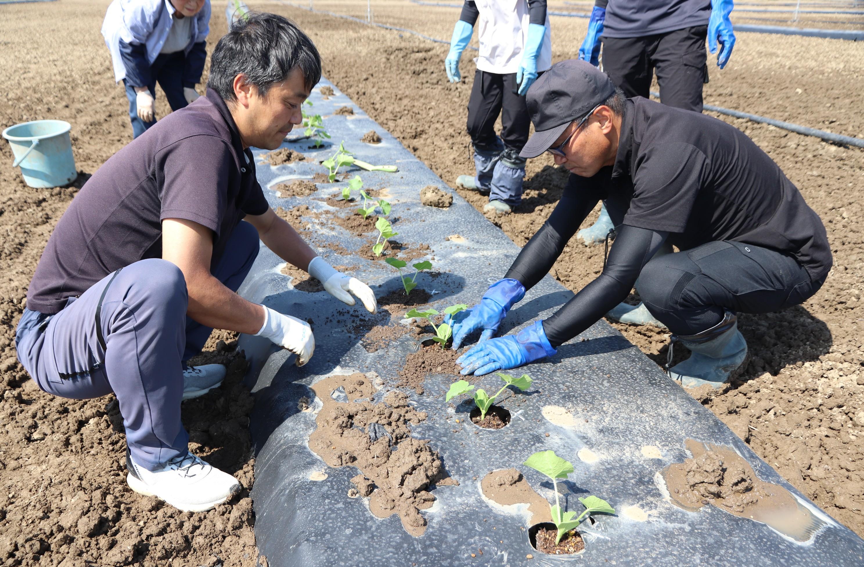 定植指導の様子.JPG