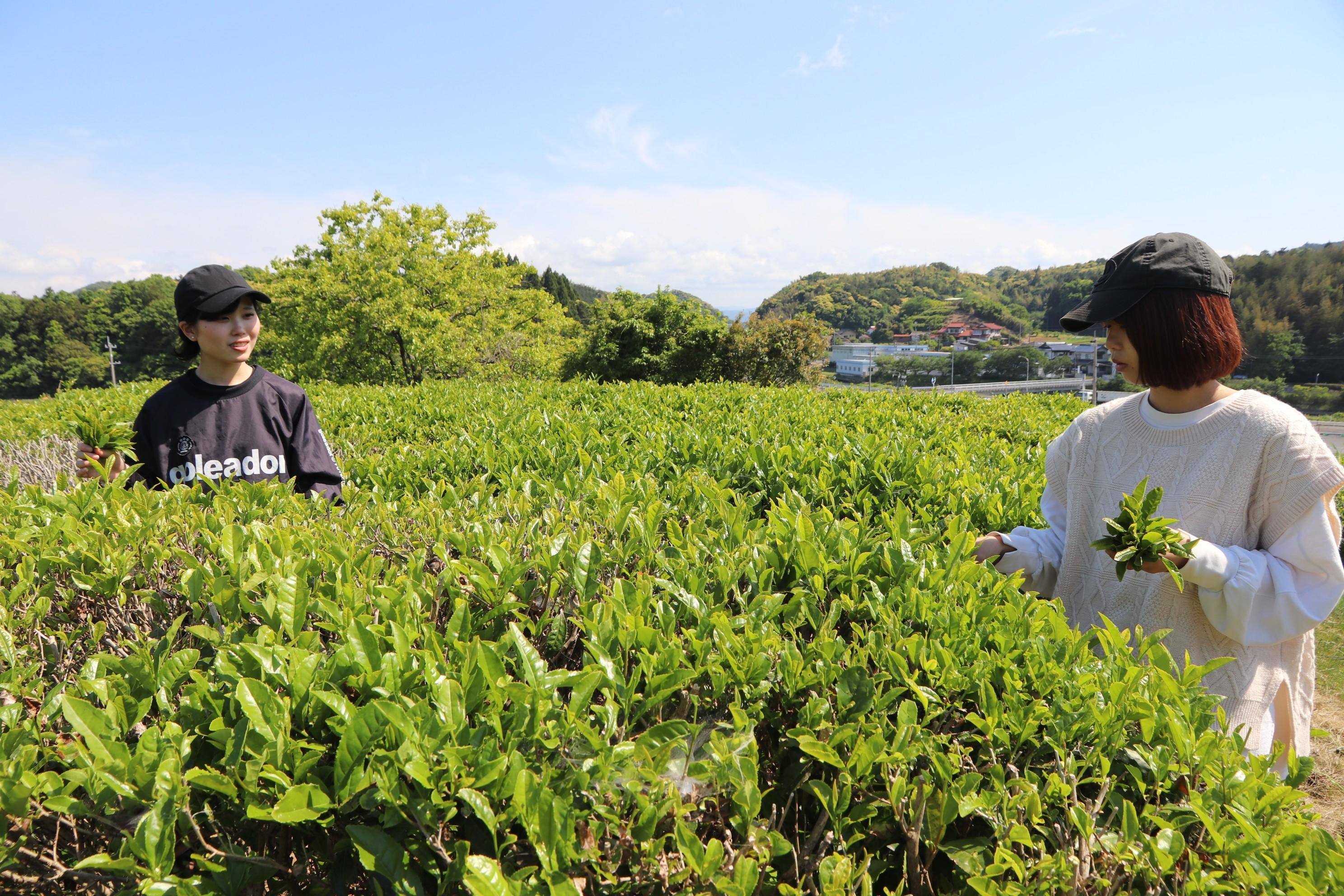 茶摘み体験の様子.JPG
