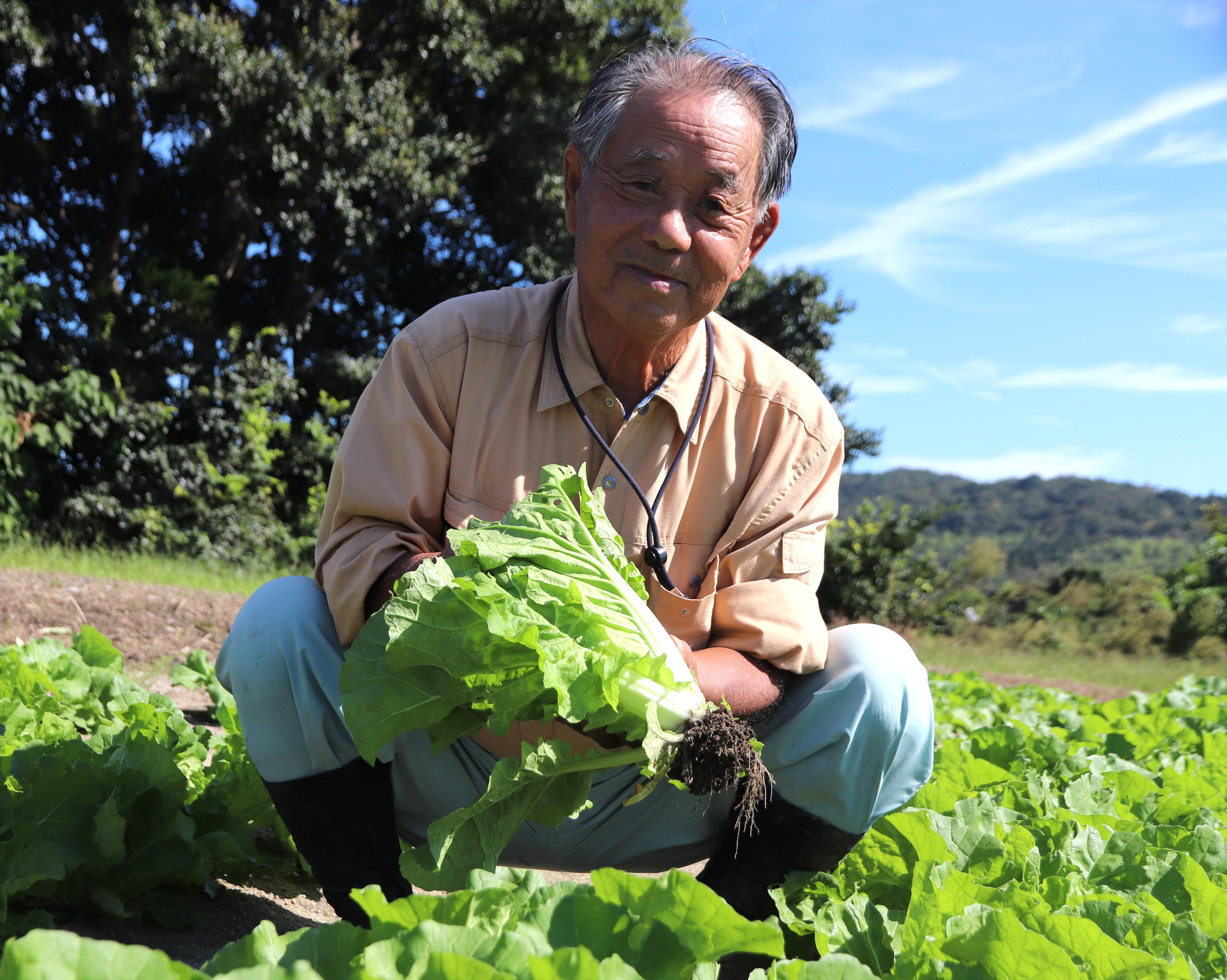 レタサイを収穫する池田さん.JPG