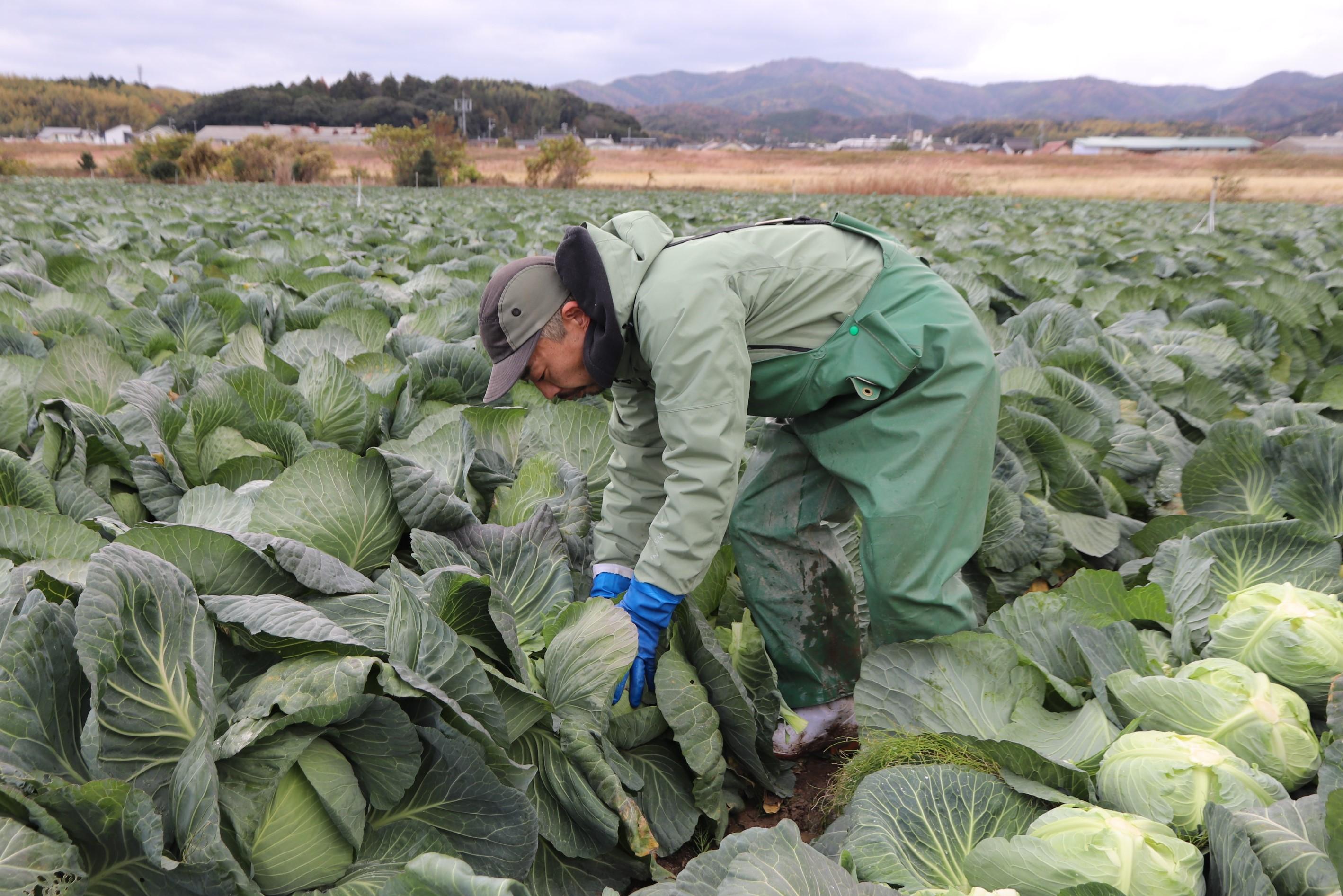 収穫する生産者.JPG