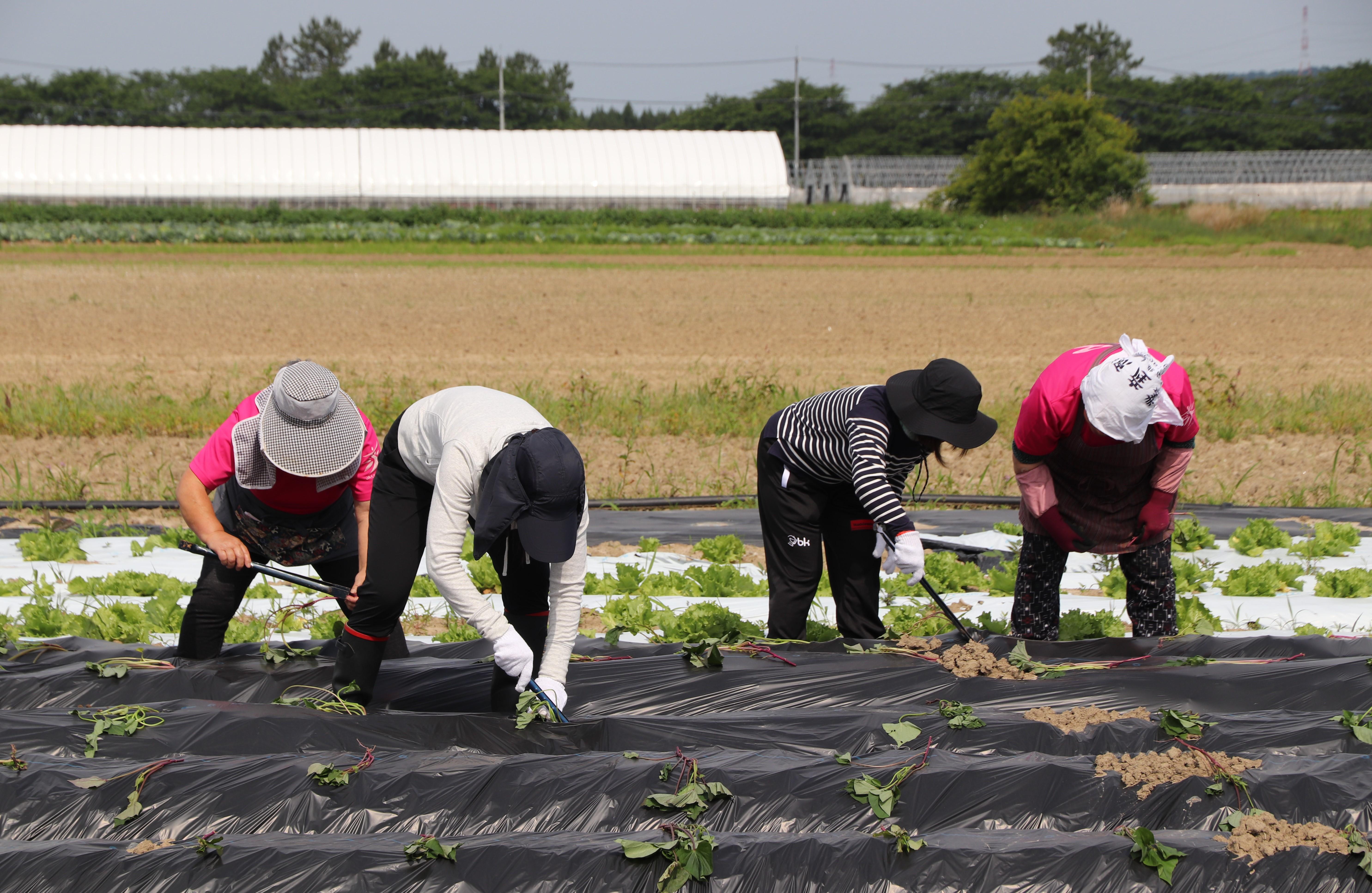 田植の様子３.JPG