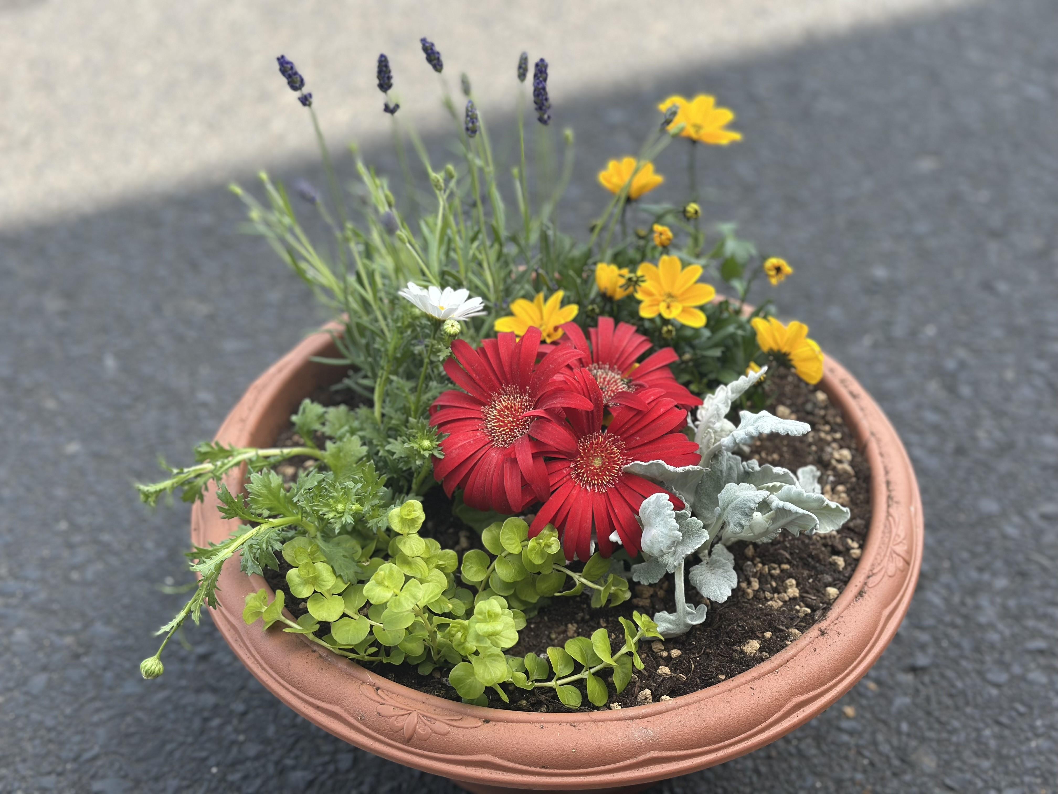 キャプションなし(寄せ植え見本).jpeg