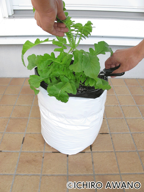 p17_07container_07_4c.gif