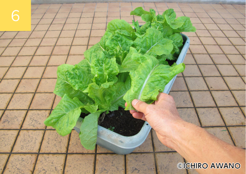 p17_container_2510_06_4c.png