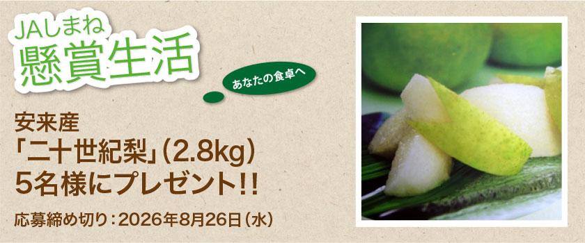 懸賞生活　8月のプレゼント 島根県産「シャインマスカット１房箱」
