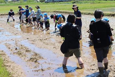 R7.5.27くにびき農業体験（田植え）.jpg