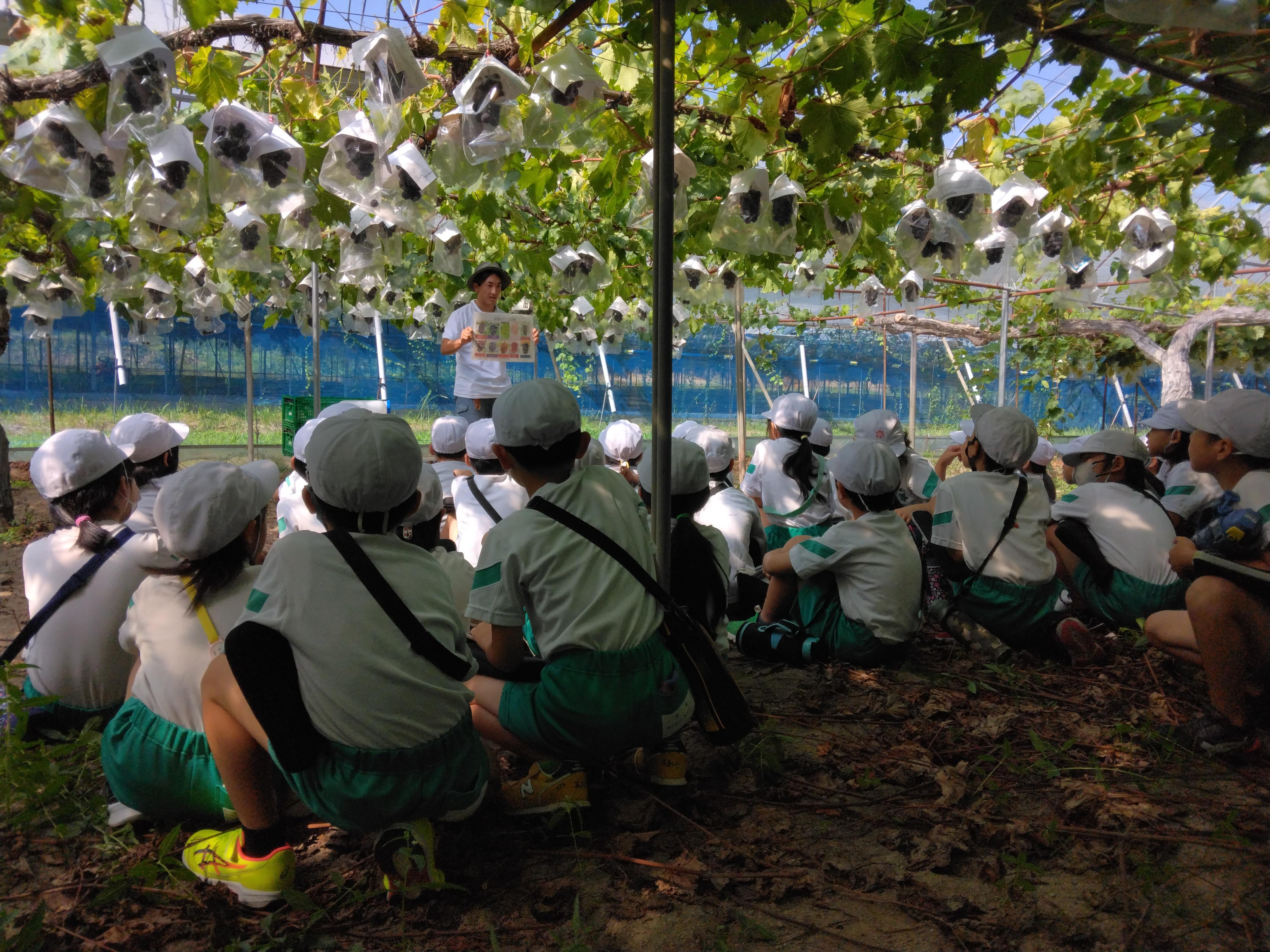 星野ぶどう園見学.jpg